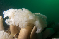 Metridium farcimen (White-Plumed Anemone)