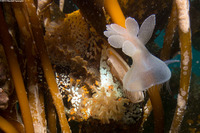 Melibe leonina (Lion's Mane Nudibranch)
