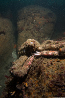 Loxorhynchus crispatus (Masking Crab)