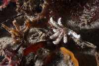 Pycnopodia helianthoides (Sunflower Star)