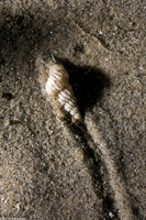 Epitonium indianorum (Money Wentletrap)