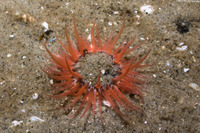 Anthopleura artemisia (Moonglow Anemone)