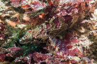 Oxylebius pictus (Painted Greenling)