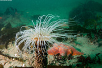 Pachycerianthus fimbriatus (Tube-Dwelling Anemone)