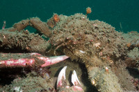 Loxorhynchus crispatus (Masking Crab)