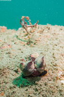 Tegula brunnea (Brown Turban Snail)