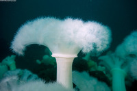 Metridium farcimen (White-Plumed Anemone)