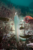 Stylatula elongata (White Sea Pen)