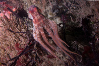 Octopus rubescens (Red Octopus)