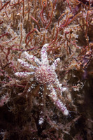 Pycnopodia helianthoides (Sunflower Star)
