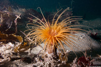 Pachycerianthus fimbriatus (Tube-Dwelling Anemone)