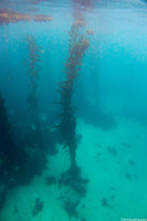 Macrocystis pyrifera (Giant Kelp)