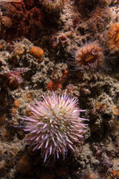 Strongylocentrotus purpuratus (Purple Sea Urchin)