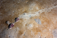 Californiconus californicus (California Cone Snail)