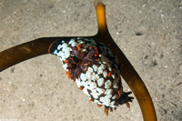 Triopha maculata (Spotted Triopha)