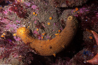 Apostichopus parvimensis (Warty Sea Cucumber)