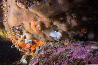 Diaulula sandiegensis (San Diego Dorid)