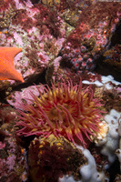 Urticina eques (White-Spotted Rose Anemone)