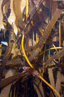 Sebastes atrovirens (Kelp Rockfish)