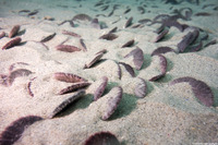 Dendraster excentricus (Sand Dollar)