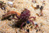 Romaleon antennarium (Pacific Rock Crab)