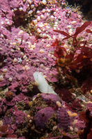 Didemnum carnulentum (Didemnum Carnulentum)