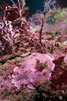 Tonicella lineata (Blue Lined Chiton)