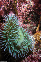Anthopleura xanthogrammica (Giant Green Anemone)