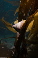 Tegula pulligo (Brown Turban Snail)