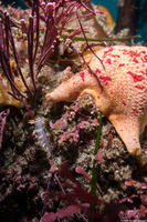 Patiria miniata (Bat Star)