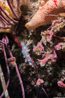 Dendronotus albus (White Dendronotus)