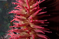 Urticina piscivora (Fish-Eating Urticina)