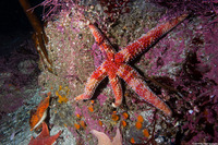 Orthasterias koehleri (Rainbow Star)