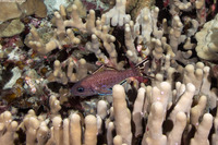 Pristiapogon taeniopterus (Bandfin Cardinalfish)