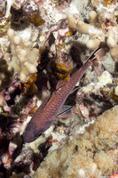 Pristiapogon taeniopterus (Bandfin Cardinalfish)