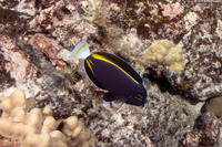Acanthurus nigricans (Whitecheek Surgeonfish)