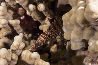 Enchelycore pardalis (Dragon Moray)