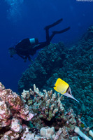 Forcipiger longirostris (Big Longnose Butterflyfish)