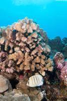 Chaetodon multicinctus (Multiband Butterflyfish)