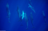 Stenella longirostris (Spinner Dolphin)