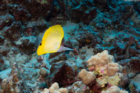 Forcipiger flavissimus (Common Longnose Butterflyfish)