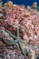 Linckia guildingi (Green Linckia)