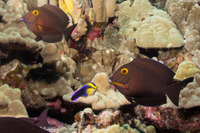 Labroides phthirophagus (Hawaiian Cleaner Wrasse)