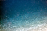 Gorgasia hawaiiensis (Hawaiian Garden Eel)