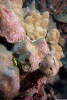 Pseudoceros dimidiatus (Divided Flatworm)