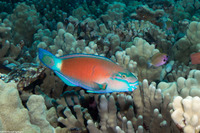 Chlorurus spilurus (Bullethead Parrotfish)