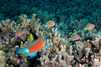 Chromis agilis (Agile Chromis)