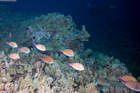 Acanthurus nigrofuscus (Brown Surgeonfish)