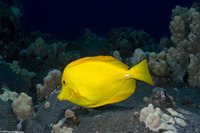 Zebrasoma flavescens (Yellow Tang)