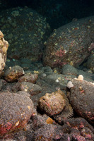 Scorpaenopsis diabolus (Devil Scorpionfish)